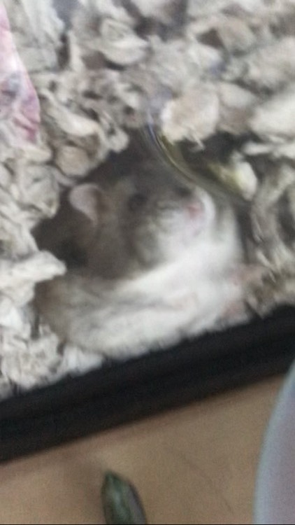 picture of a transparent hamster cage with a hamster looking confused